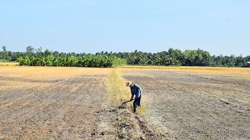 Tác động biến đổi khí hậu tại Đồng bằng sông Cửu Long, cảnh nông dân đối mặt xâm nhập mặn.