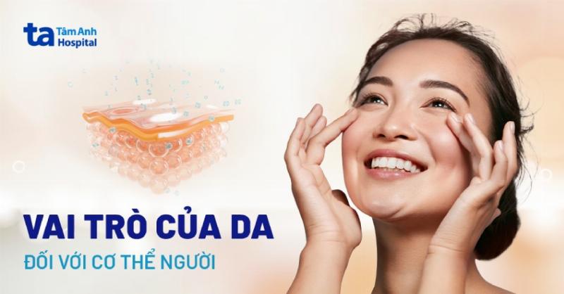 Cấu tạo chi tiết lớp biểu bì của da, minh họa các loại tế bào chính như tế bào sừng, tế bào sắc tố, tế bào Langerhans
