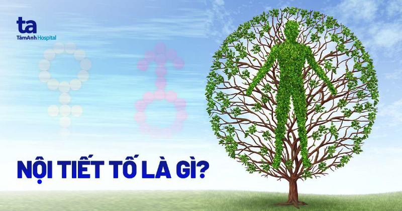 Da điều hòa nhiệt độ cơ thể thông qua đổ mồ hôi và điều chỉnh lưu lượng máu, giúp duy trì cân bằng nhiệt độ nội tại