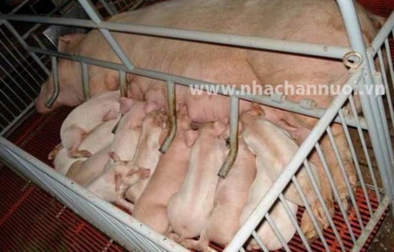Các yếu tố ảnh hưởng đến năng suất sinh học