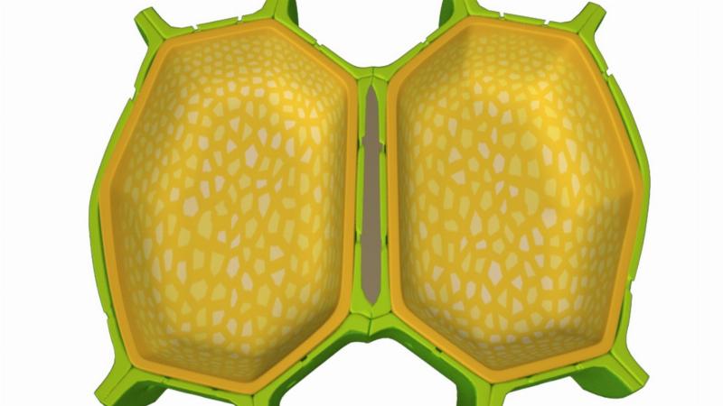Hình ảnh minh họa cấu tạo cơ bản của thành tế bào vi khuẩn, làm rõ lớp peptidoglycan